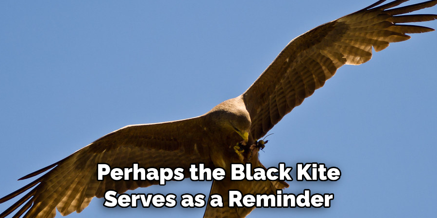 Perhaps the Black Kite Serves as a Reminder