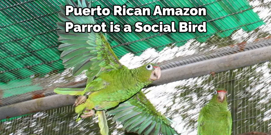 Puerto Rican Amazon Parrot is a Social Bird