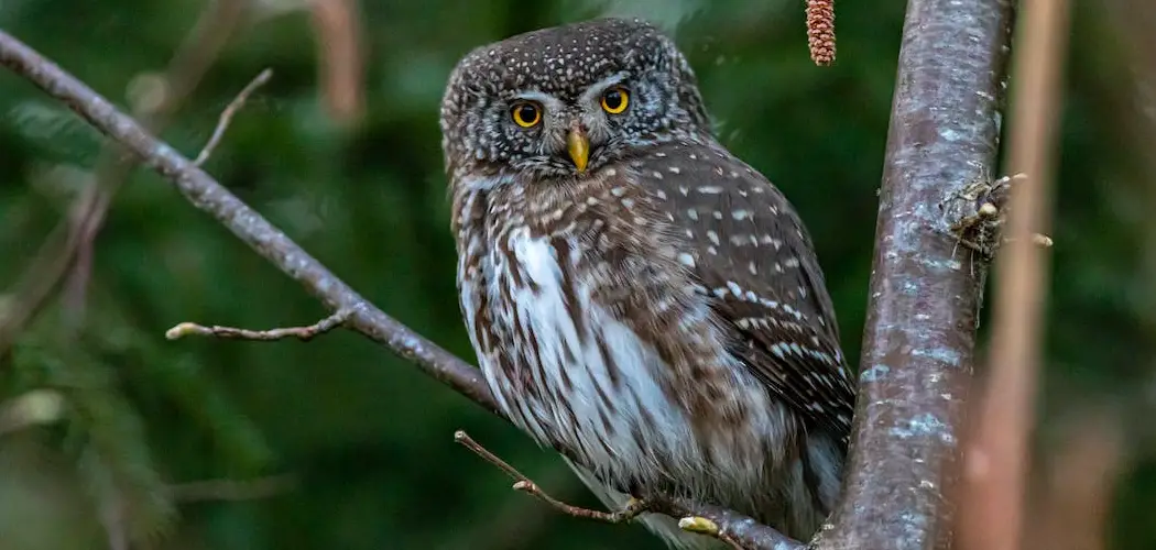 Pygmy Owl Spiritual Meaning