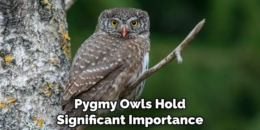 Pygmy Owls Hold Significant Importance