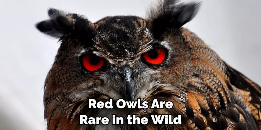 Red Owls Are Rare in the Wild