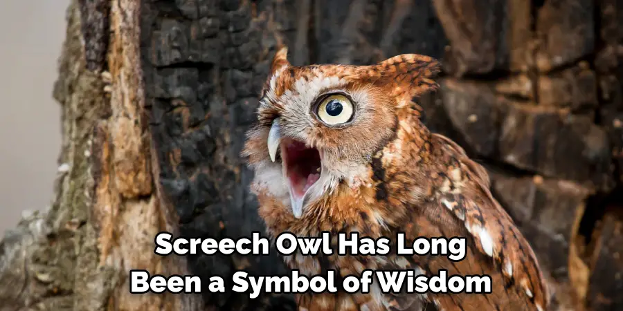 Screech Owl Has Long Been a Symbol of Wisdom