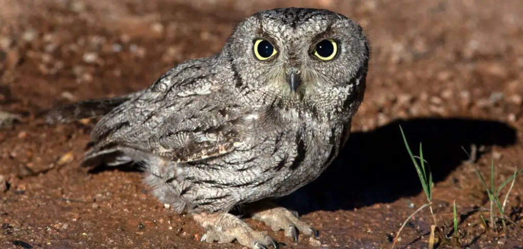 Screech Owl Spiritual Meaning