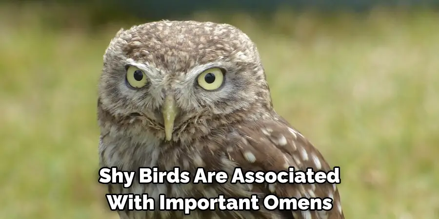 Shy Birds Are Associated 
With Important Omens