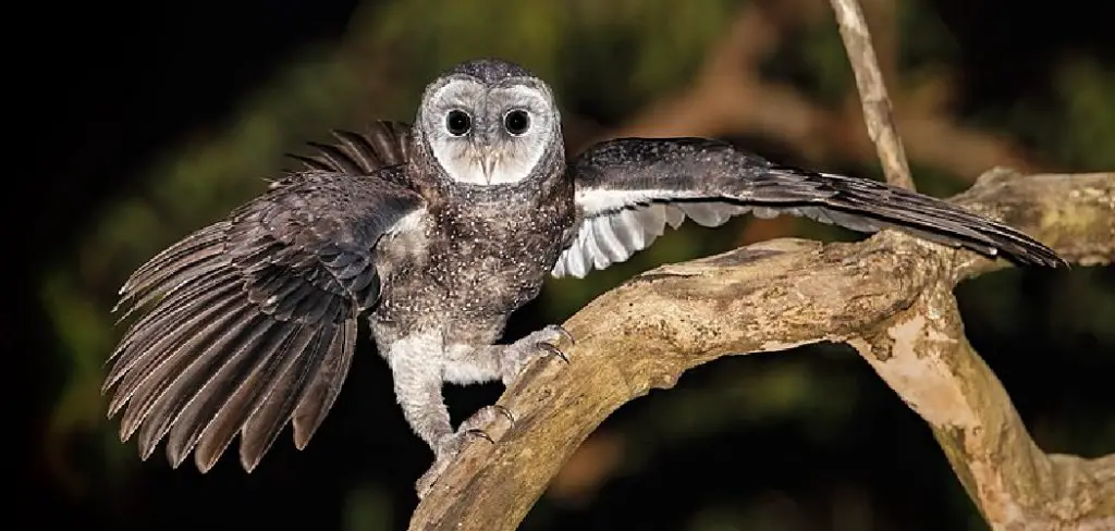 Sooty Owl Spiritual Meaning