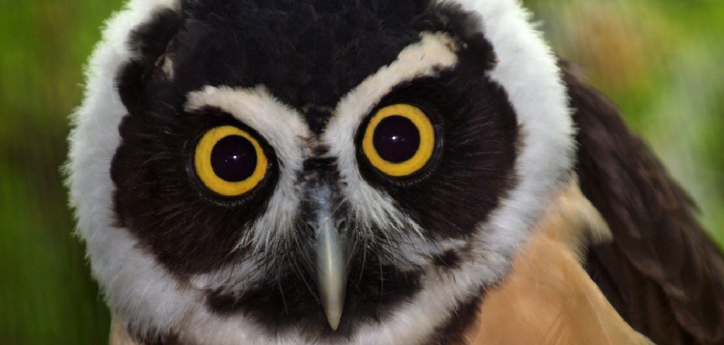 Spectacled Owl Spiritual Meaning