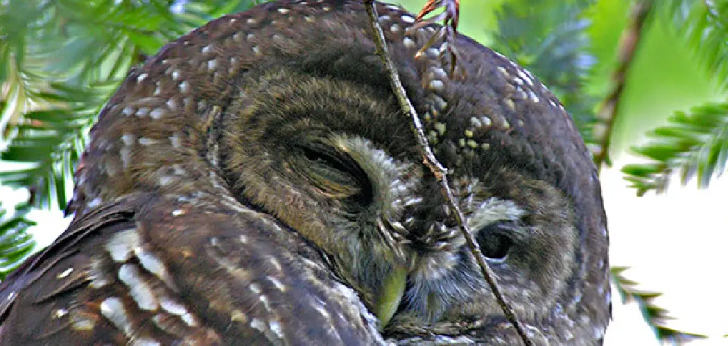 Spotted Owl Spiritual Meaning