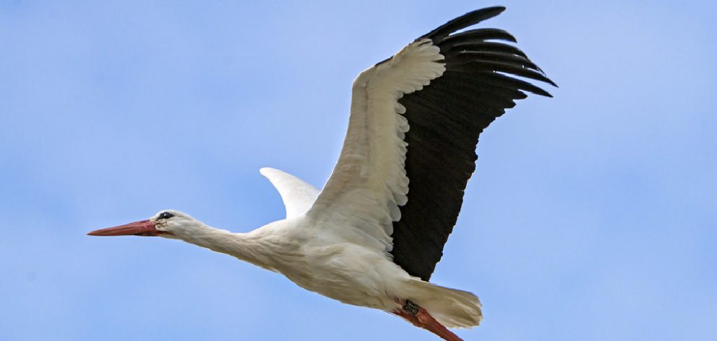 Stork Spiritual Meaning