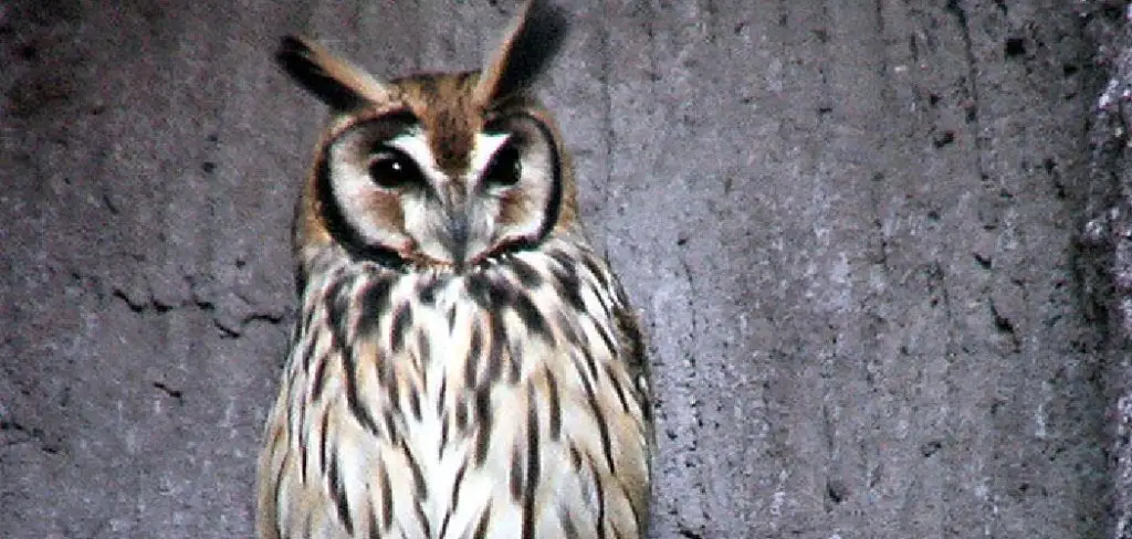 Striped Owl Spiritual Meaning