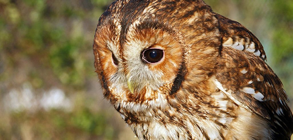 Tawny Owl Spiritual Meaning
