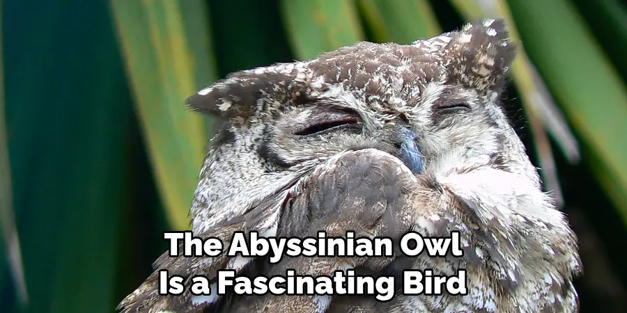 The Abyssinian Owl Is a Fascinating Bird