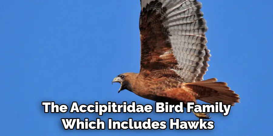 The Accipitridae Bird Family Which Includes Hawks