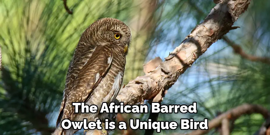 The African Barred Owlet is a Unique Bird