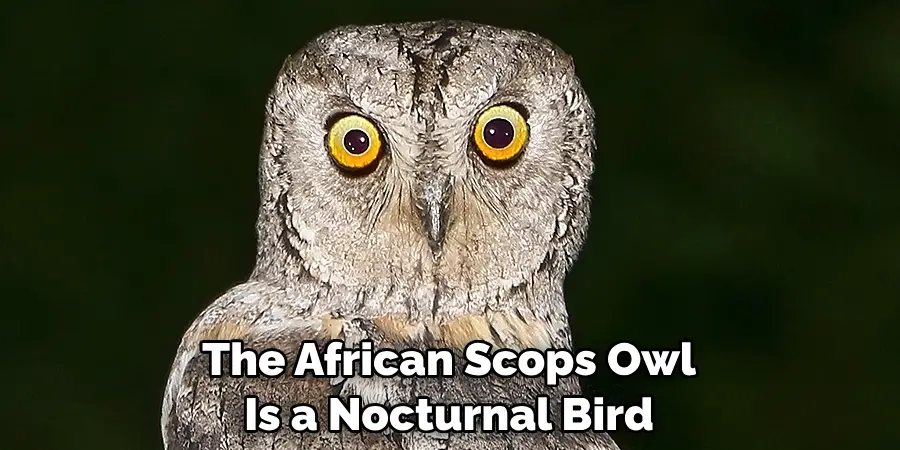 The African Scops Owl Is a Nocturnal Bird