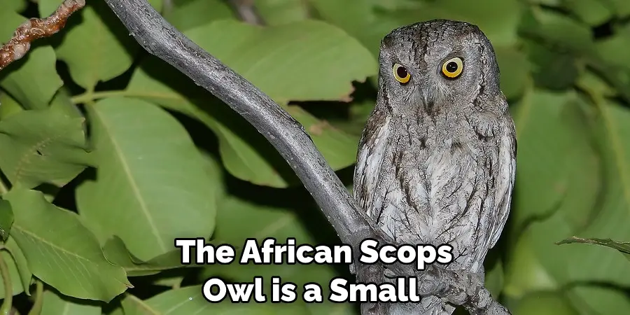 The African Scops Owl is a Small