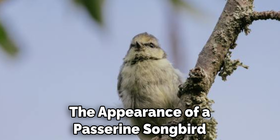 The Appearance of a Passerine Songbird