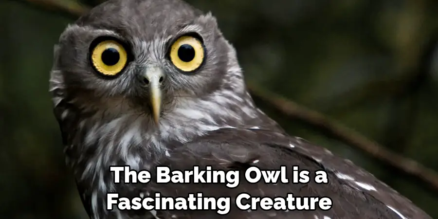 The Barking Owl is a
Fascinating Creature