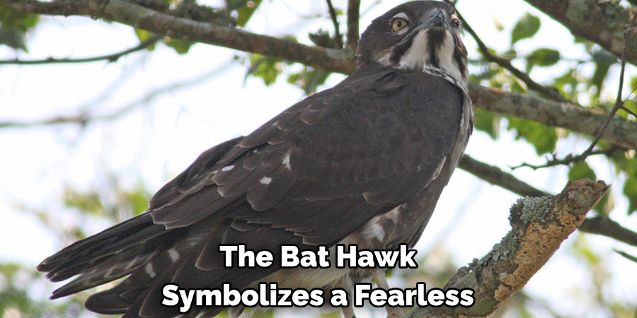 The Bat Hawk Symbolizes a Fearless