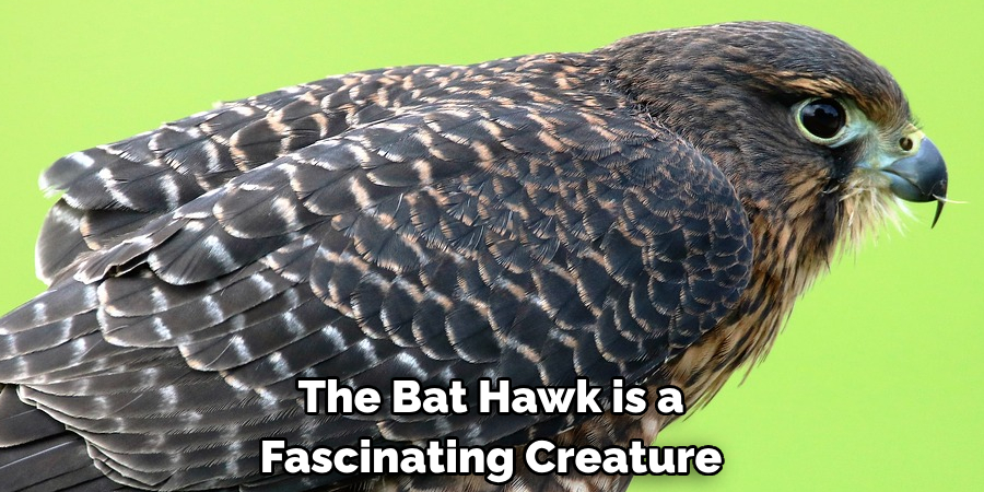 The Bat Hawk is a Fascinating Creature