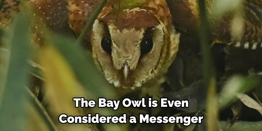 The Bay Owl is Even Considered a Messenger
