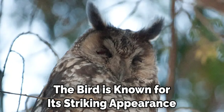 The Bird is Known for Its Striking Appearance