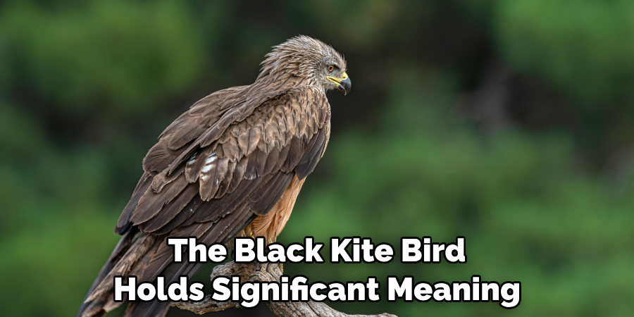 The Black Kite Bird Holds Significant Meaning