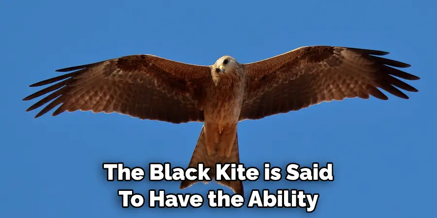 The Black Kite is Said To Have the Ability