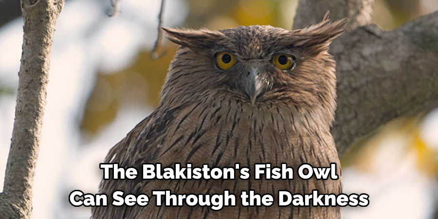 The Blakiston's Fish Owl Can See Through the Darkness