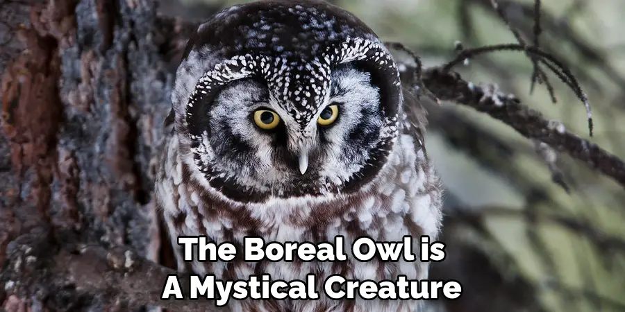 The Boreal Owl is A Mystical Creature
