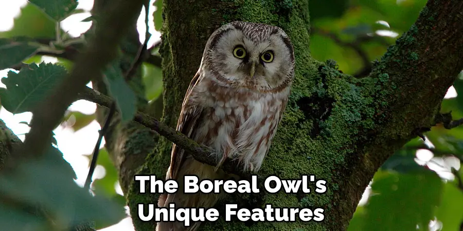 The Boreal Owl's Unique Features