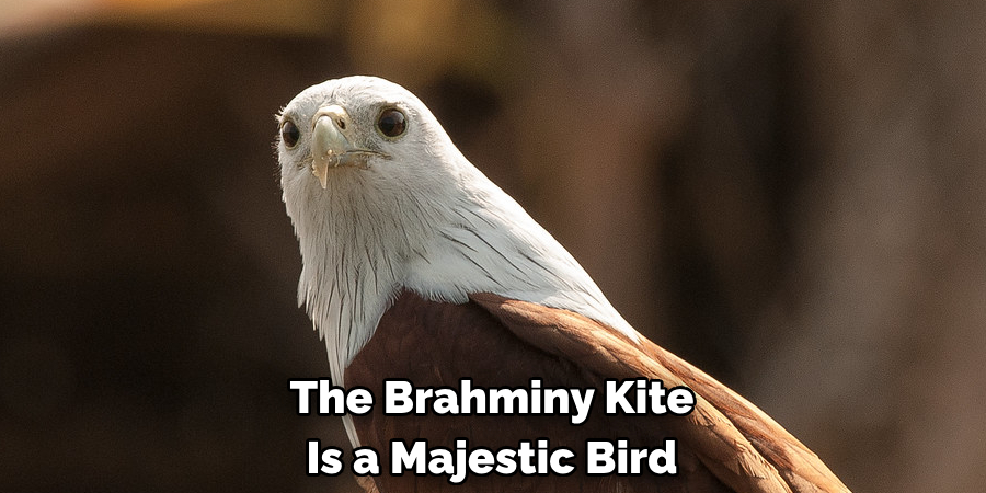 The Brahminy Kite Is a Majestic Bird