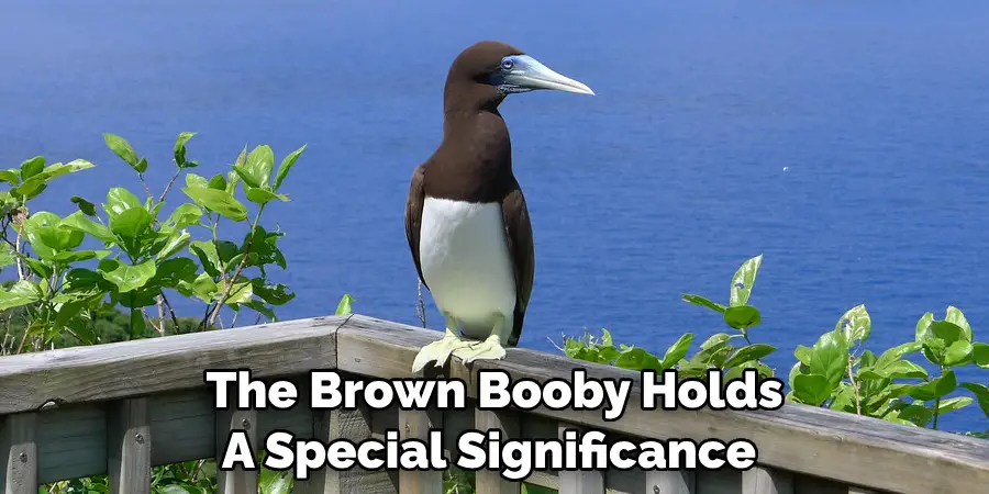 The Brown Booby Holds A Special Significance