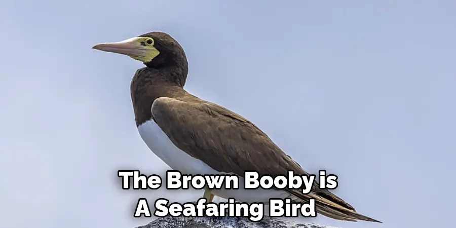 The Brown Booby is A Seafaring Bird