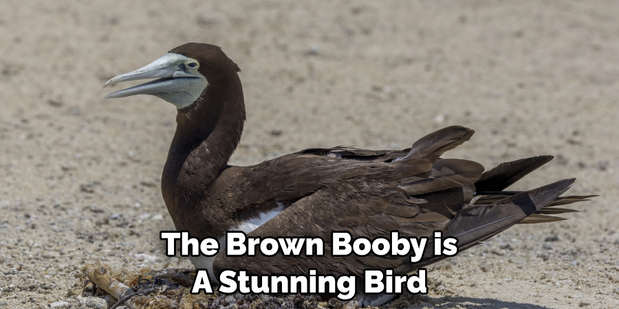 The Brown Booby is
A Stunning Bird 