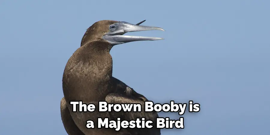 The Brown Booby is a Majestic Bird