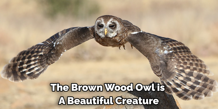 The Brown Wood Owl is A Beautiful Creature