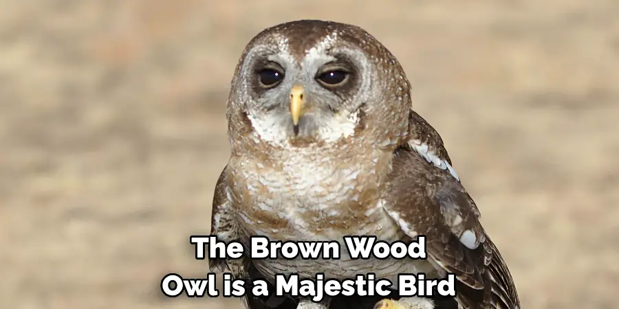 The Brown Wood Owl is a Majestic Bird