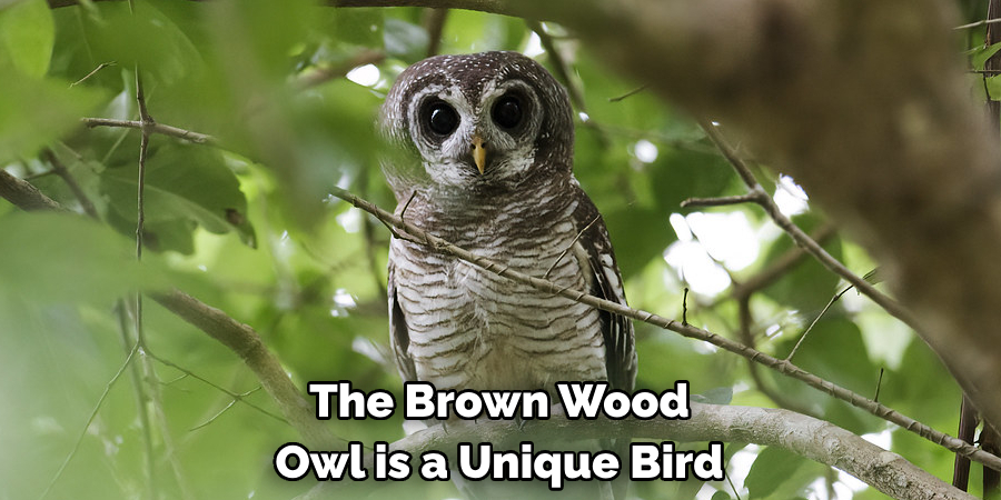 The Brown Wood Owl is a Unique Bird