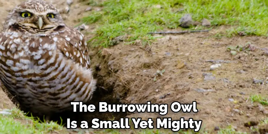 The Burrowing Owl Is a Small Yet Mighty
