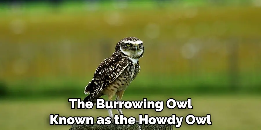 The Burrowing Owl Known as the Howdy Owl