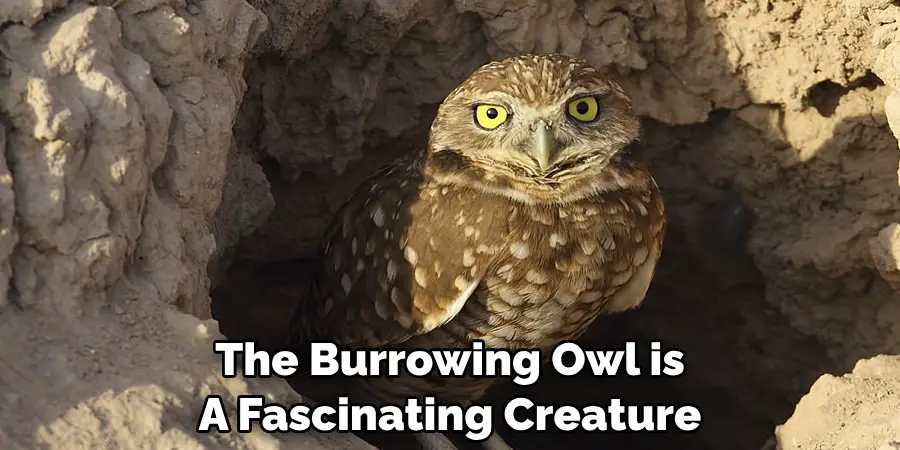 The Burrowing Owl is A Fascinating Creature