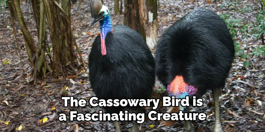 The Cassowary Bird is a Fascinating Creature