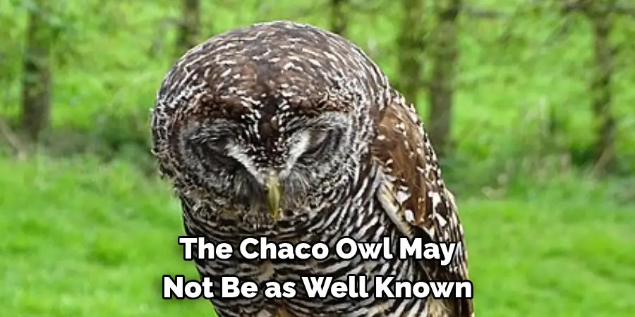 The Chaco Owl May Not Be as Well Known