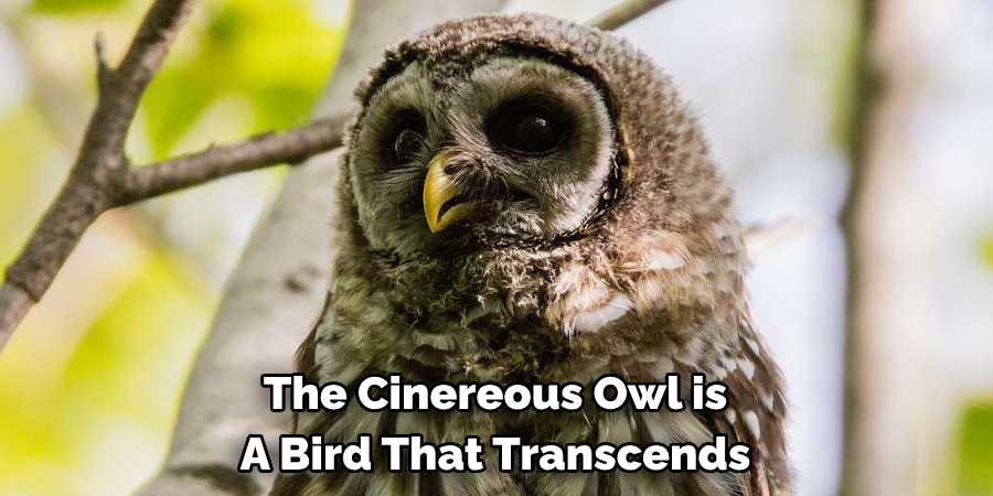 The Cinereous Owl is A Bird That Transcends