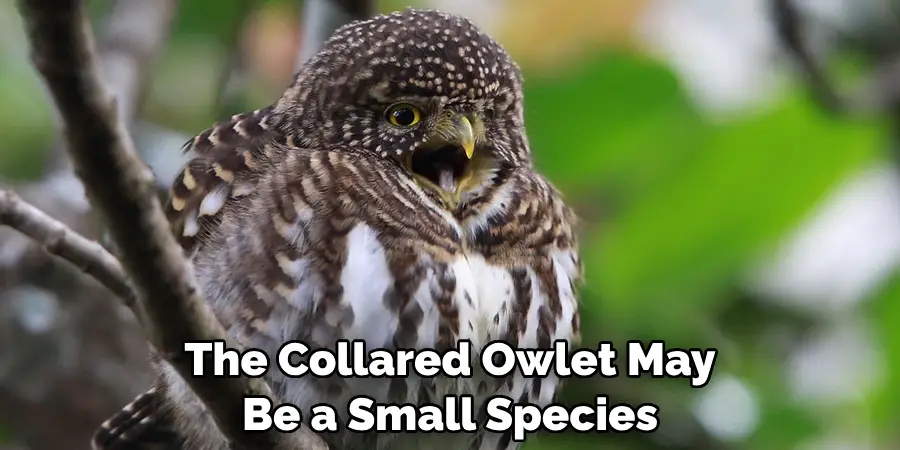 The Collared Owlet May Be a Small Species