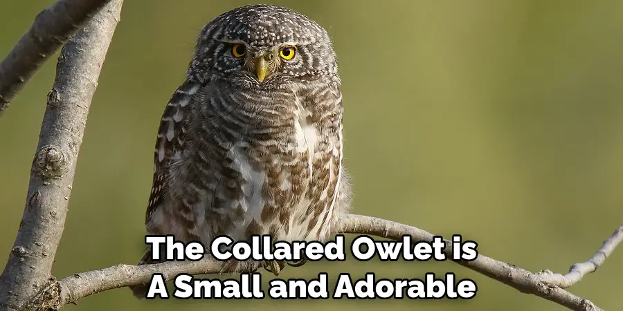 The Collared Owlet is A Small and Adorable