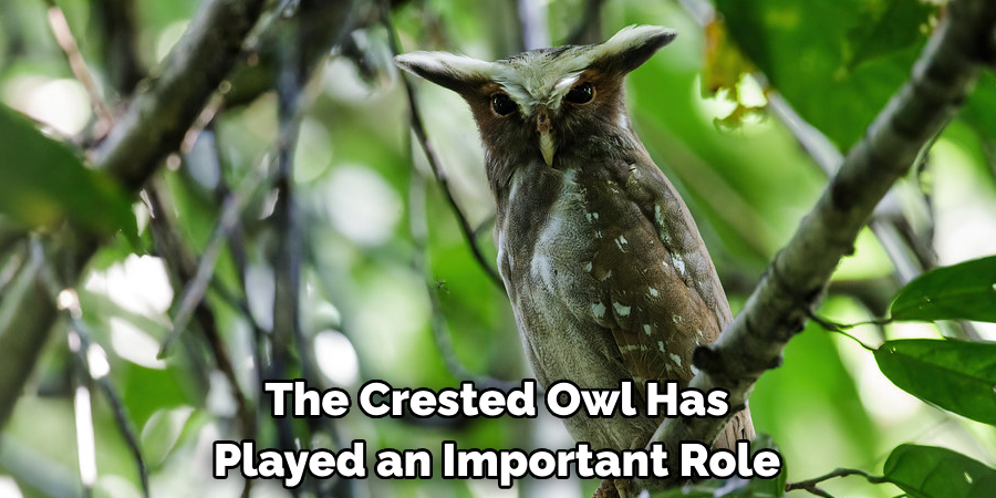 The Crested Owl Has Played an Important Role