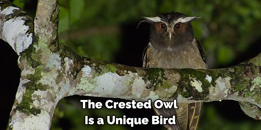The Crested Owl Is a Unique Bird