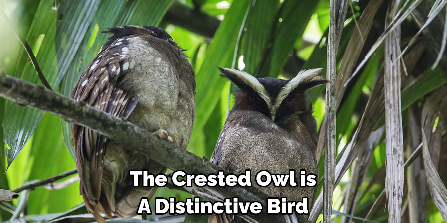 The Crested Owl is A Distinctive Bird