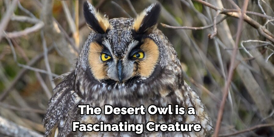 The Desert Owl is a Fascinating Creature